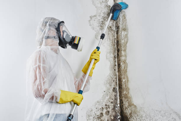 Best Attic Mold Removal  in Idylwood, VA