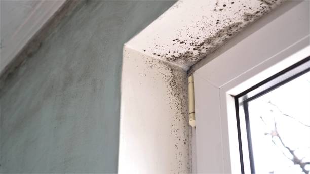 Best Mold Removal and Inspection  in Idylwood, VA