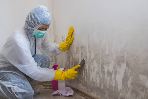 Home Mold Removal in Idylwood, VA