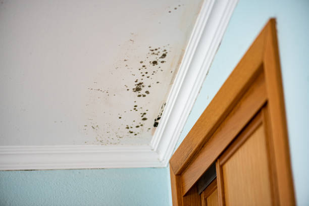 Best Mold Testing  in Idylwood, VA