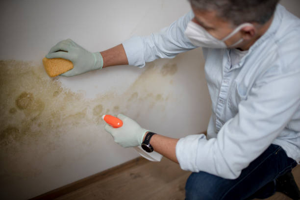 Best Mold Removal Company Near Me  in Idylwood, VA