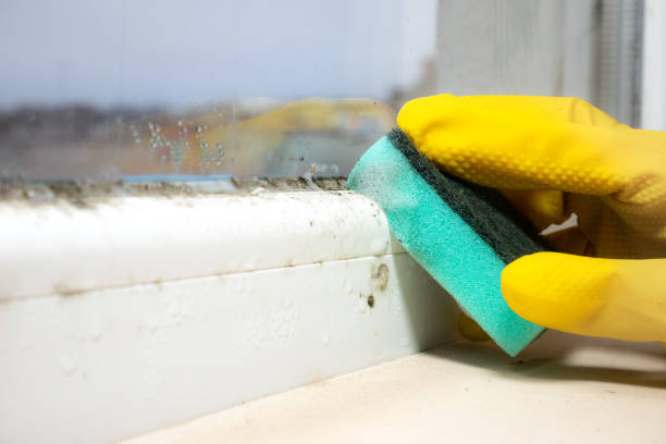 Best Professional Mold Removal  in Idylwood, VA