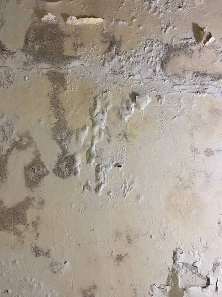 Best Residential Mold Removal  in Idylwood, VA