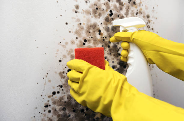 Best Home Mold Removal  in Idylwood, VA