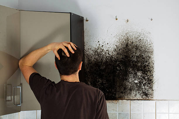 Best Mold Damage Repair  in Idylwood, VA