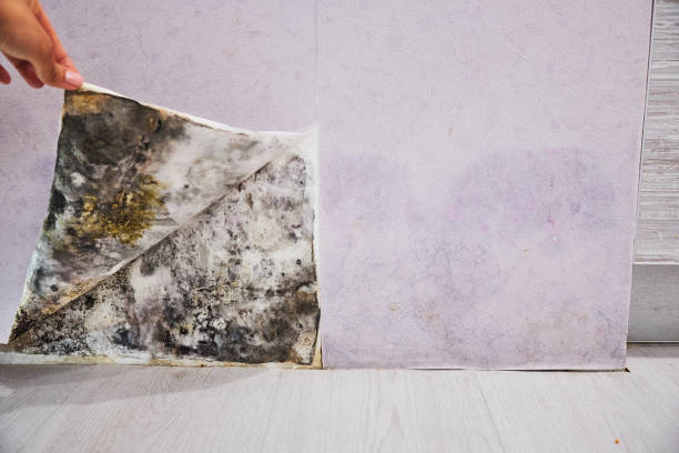 Best Certified Mold Removal  in Idylwood, VA